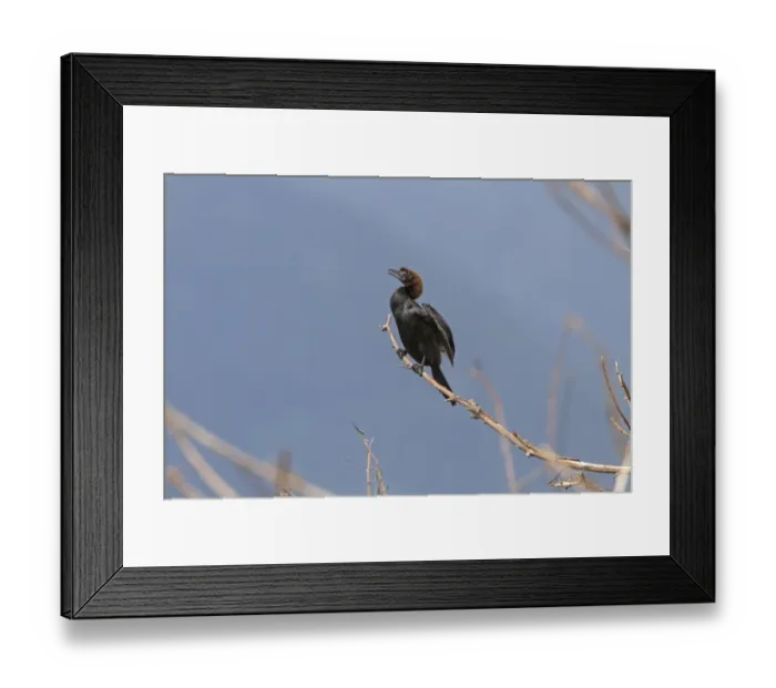 Framed Print : Pygmy Cormorant in breeding plumage Framed Print : Pygmy Cormorant in breeding plumage