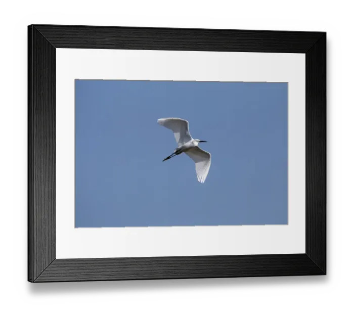 Framed Print : Flying Little Egret - Lake Kerkini, Northern Greece Framed Print : Flying Little Egret - Lake Kerkini, Northern Greece