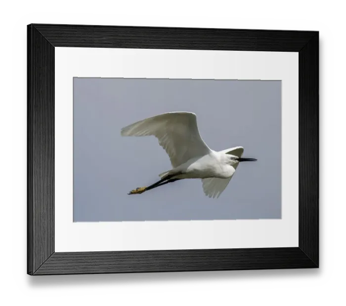 Framed Print : Flying Little Egret - Lake Kerkini, Northern Greece