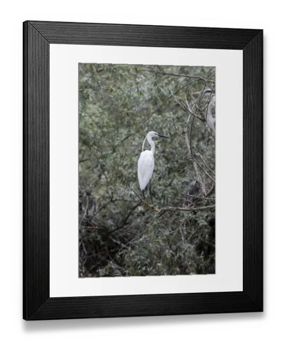 Framed Print : Adult Little Egret - Lake Kerkini, Northern Greece Framed Print : Adult Little Egret - Lake Kerkini, Northern Greece