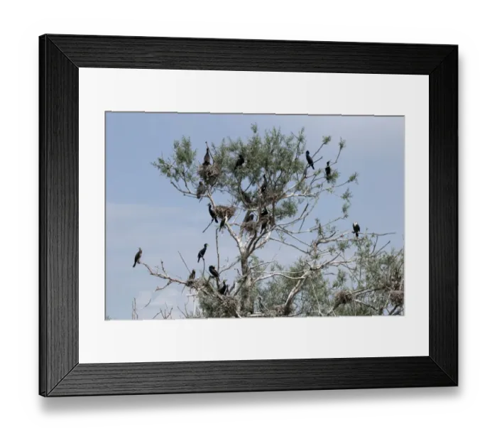 Framed Print : Nesting colony of Great Cormorants on Lake kerkini Northern Greece Framed Print : Nesting colony of Great Cormorants on Lake kerkini Northern Greece