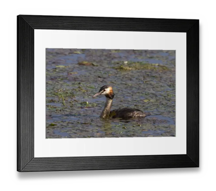 Framed Print : Great crested Grebe at Lake Kerkini, northern Greece Framed Print : Great crested Grebe at Lake Kerkini, northern Greece
