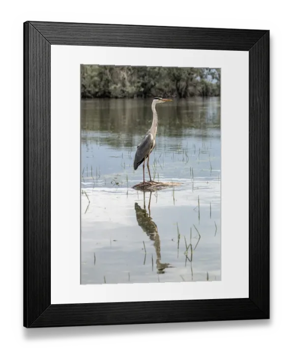 Framed Print : Grey Heron standing on rock - Lake Kerkini, Northern Greece Framed Print : Grey Heron standing on rock - Lake Kerkini, Northern Greece