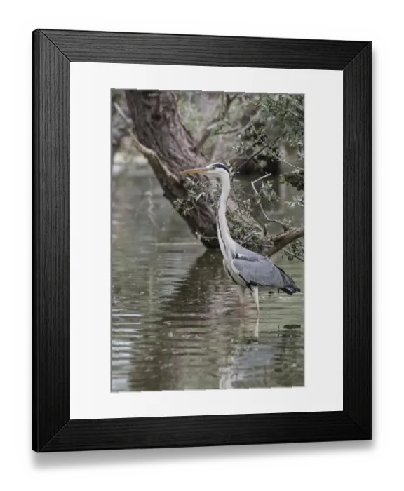 Framed Print : Grey Heron standing in water near willow tree, fishing Framed Print : Grey Heron standing in water near willow tree, fishing