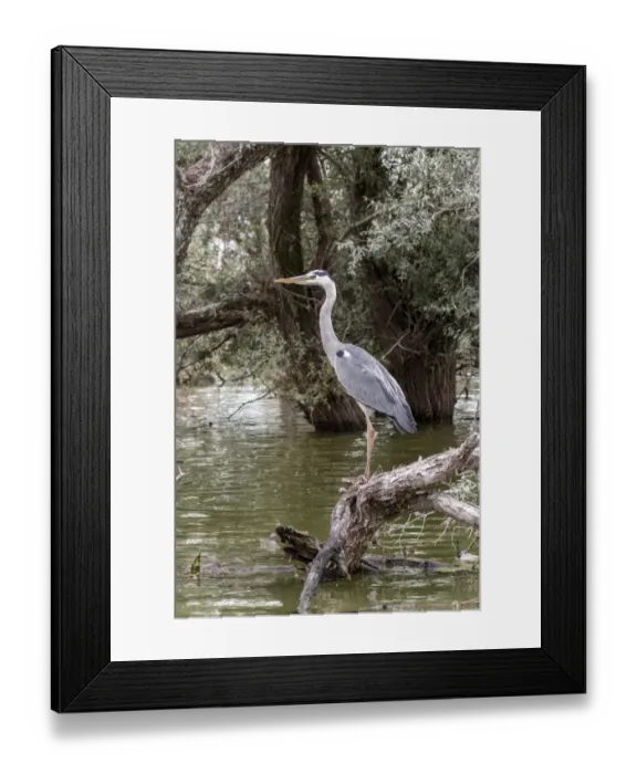 Framed Print : Grey Heron standing on Willow tree Framed Print : Grey Heron standing on Willow tree