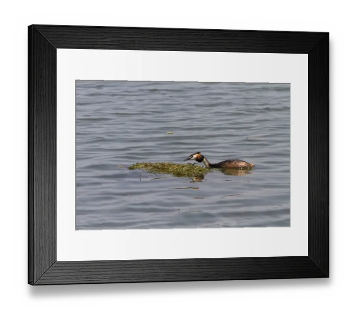 Framed Print : Great crested Grebe building a floating nest Framed Print : Great crested Grebe building a floating nest