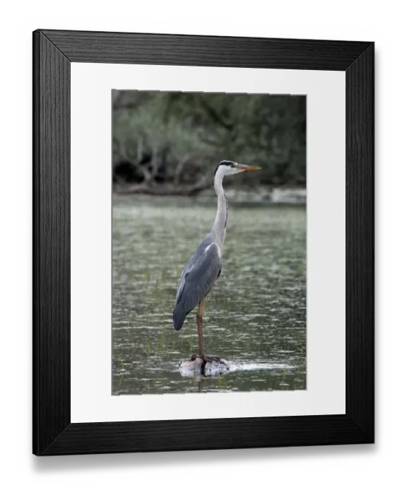 Framed Print : Grey Heron standing on rock - Lake Kerkini, Northern Greece Framed Print : Grey Heron standing on rock - Lake Kerkini, Northern Greece