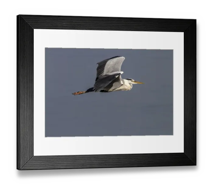 Framed Print : Grey Heron in flight Framed Print : Grey Heron in flight