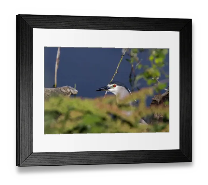 Framed Print : Black crowned night heron looking out from deep vegitation Framed Print : Black crowned night heron looking out from deep vegitation