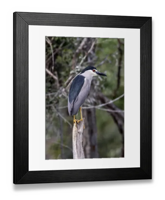 Framed Print : Black crowned night Heron at Lake Kerkini Northern Greece
