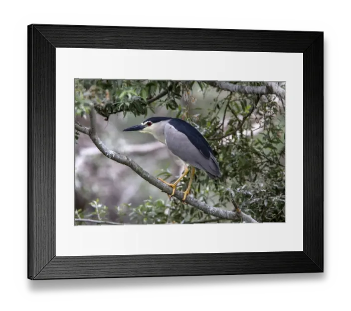 Framed Print : Black crowned night Heron at Lake Kerkini Northern Greece