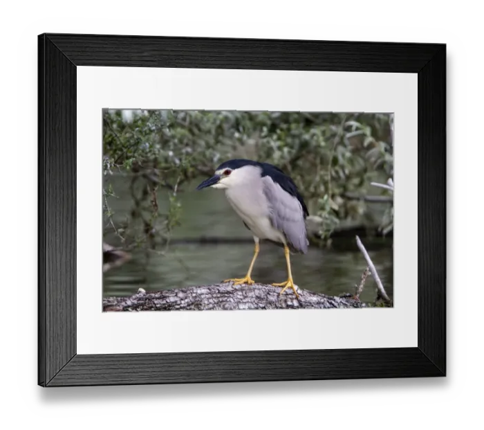 Framed Print : Black crowned night Heron on Willow Tree at Lake Kerkini, Northern Greece Framed Print : Black crowned night Heron on Willow Tree at Lake Kerkini, Northern Greece