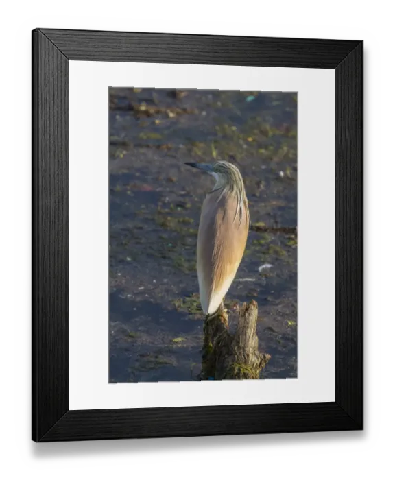 Framed Print : Squacco Heron at Lake Kerkini, Northern Greece Framed Print : Squacco Heron at Lake Kerkini, Northern Greece