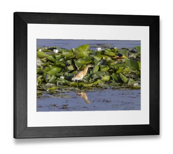 Framed Print : Squacco Heron fishing on lilly cover pond Framed Print : Squacco Heron fishing on lilly cover pond