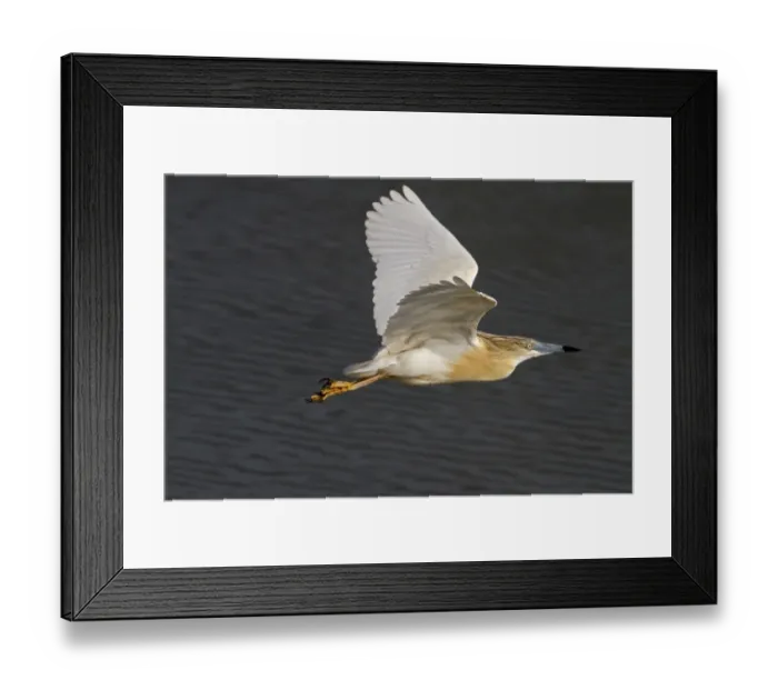 Framed Print : Flying Squacco Heron at Lake Kerkini, Northern Greece Framed Print : Flying Squacco Heron at Lake Kerkini, Northern Greece