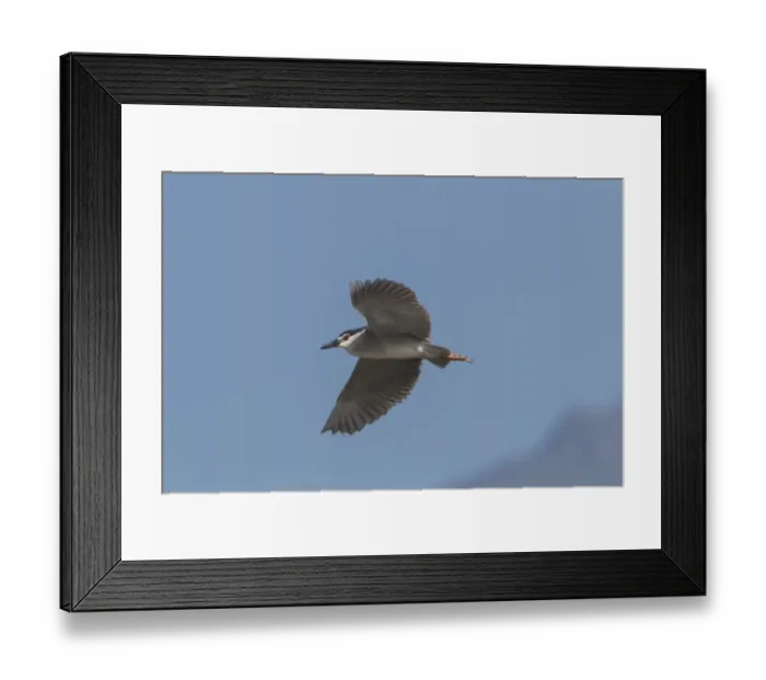 Framed Print : Black crowned night Heron flying at Lake Kerkini Northern Greece Framed Print : Black crowned night Heron flying at Lake Kerkini Northern Greece