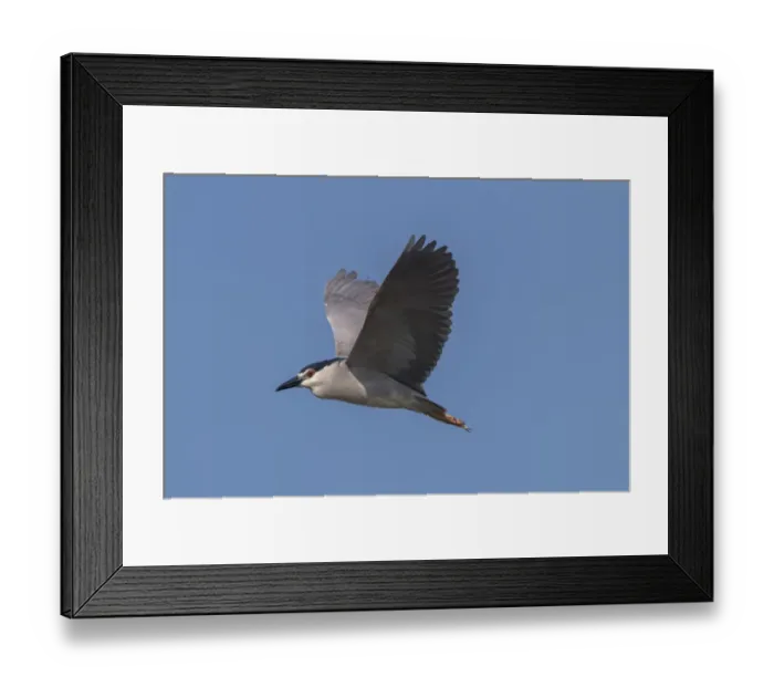 Framed Print : Black crowned night Heron flying at Lake Kerkini Northern Greece Framed Print : Black crowned night Heron flying at Lake Kerkini Northern Greece