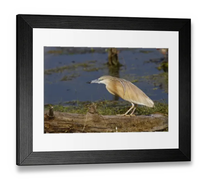 Framed Print : Squacco Heron at Lake Kerkini, Northern Greece Framed Print : Squacco Heron at Lake Kerkini, Northern Greece