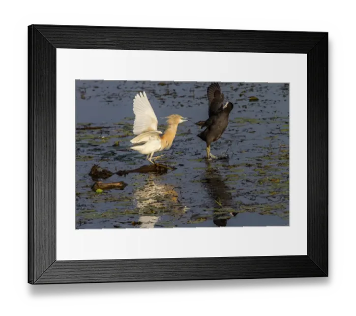 Framed Print : Aggression between Squacco Heron and Coot