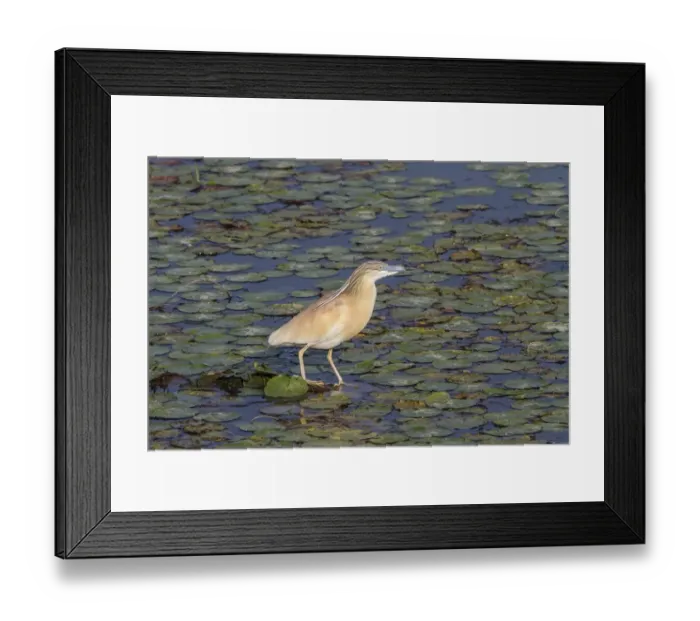 Framed Print : Squacco Heron fishing on lilly cover pond Framed Print : Squacco Heron fishing on lilly cover pond