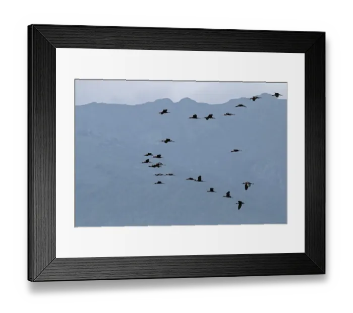 Framed Print : Glossy Ibis flock in flight near Lake Kerkini Northern Greece Framed Print : Glossy Ibis flock in flight near Lake Kerkini Northern Greece