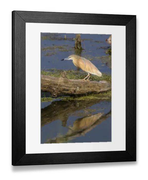 Framed Print : Squacco Heron at Lake Kerkini, Northern Greece Framed Print : Squacco Heron at Lake Kerkini, Northern Greece