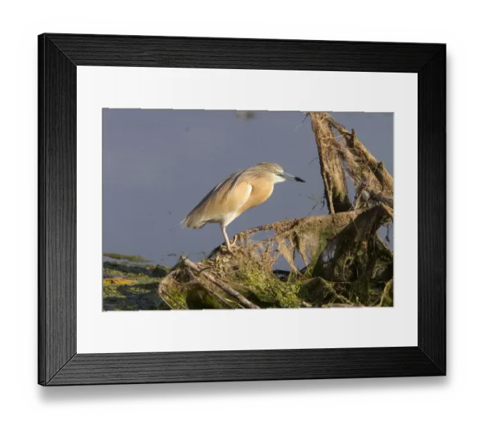 Framed Print : Squacco Heron at Lake Kerkini, Northern Greece Framed Print : Squacco Heron at Lake Kerkini, Northern Greece