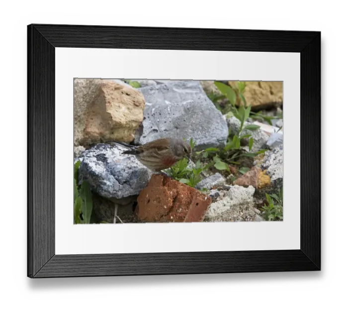 Framed Print : Common Linnet Male Framed Print : Common Linnet Male