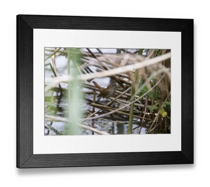 Framed Print : Nightingale on reeds near water