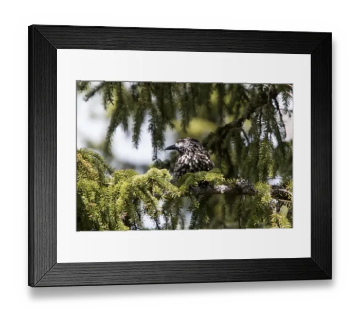 Framed Print : Nutcracker on conifer tree - Bulgaria Framed Print : Nutcracker on conifer tree - Bulgaria