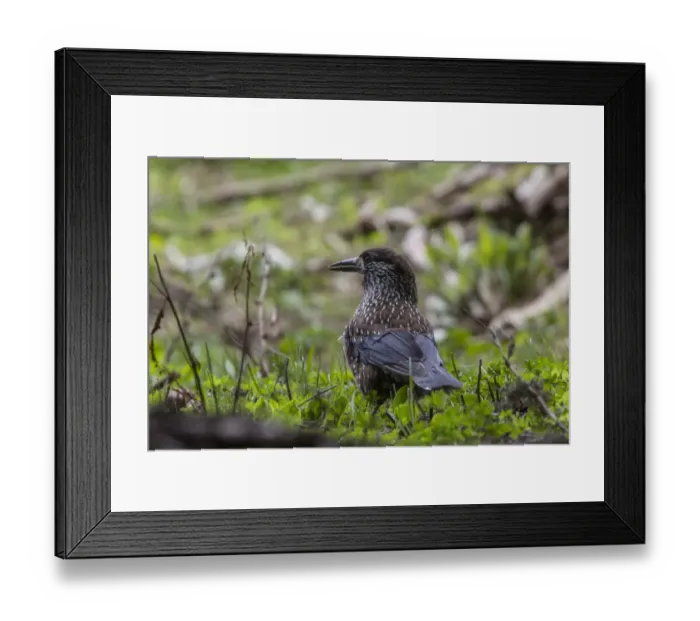 Framed Print : Nutcracker on conifer tree - Bulgaria Framed Print : Nutcracker on conifer tree - Bulgaria