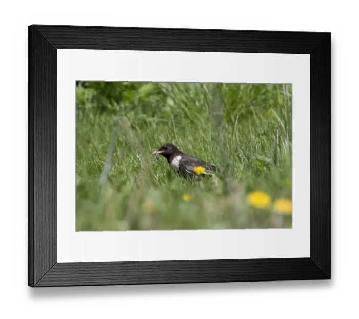 Framed Print : Ring Ouzel collecting food - Bulgaria Framed Print : Ring Ouzel collecting food - Bulgaria