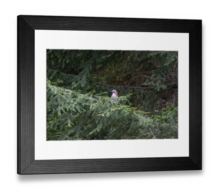 Framed Print : Eurasian Jay on conifer tree
