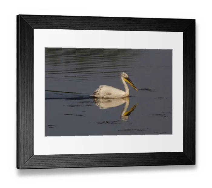 Framed Print : Dalmatian Pelican swimming on Lake Kerkini, Northern Greece Framed Print : Dalmatian Pelican swimming on Lake Kerkini, Northern Greece