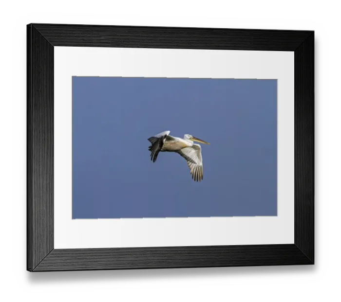 Framed Print : Blacktip Shark (Carcharhinus limbatus) and Long-beaked Common Dolphin (Delphinus capensis) adults Framed Print : Blacktip Shark (Carcharhinus limbatus) and Long-beaked Common Dolphin (Delphinus capensis) adults