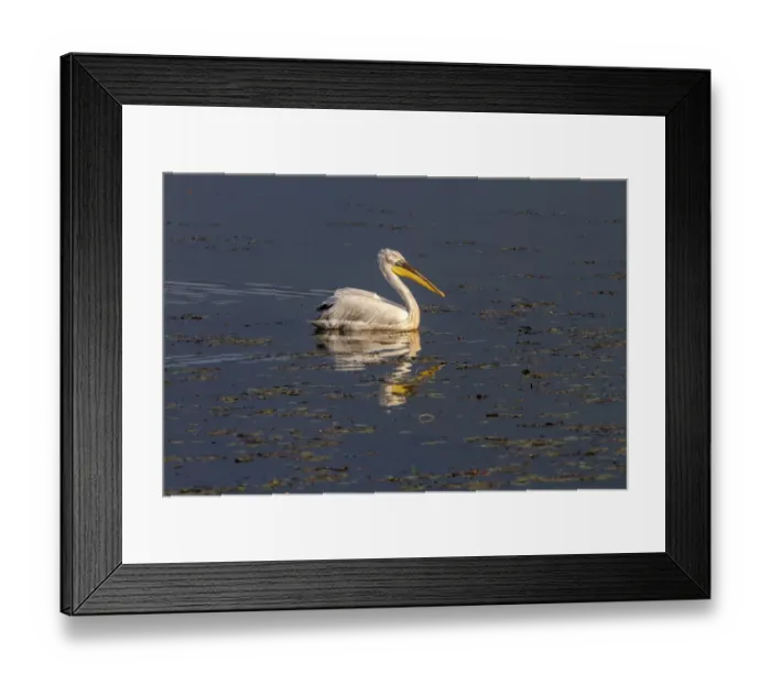 Framed Print : Dalmatian Pelican swimming on Lake Kerkini, Northern Greece Framed Print : Dalmatian Pelican swimming on Lake Kerkini, Northern Greece