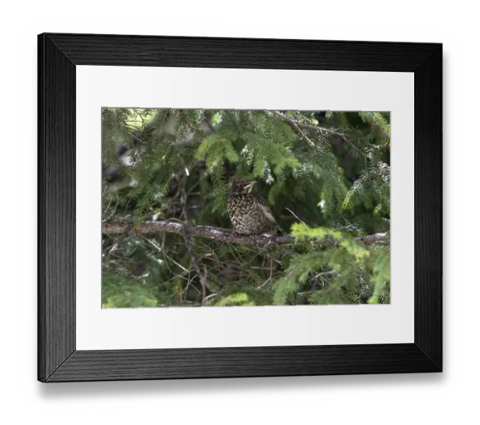 Framed Print : Newly fledged Ring Ouzel chick Framed Print : Newly fledged Ring Ouzel chick