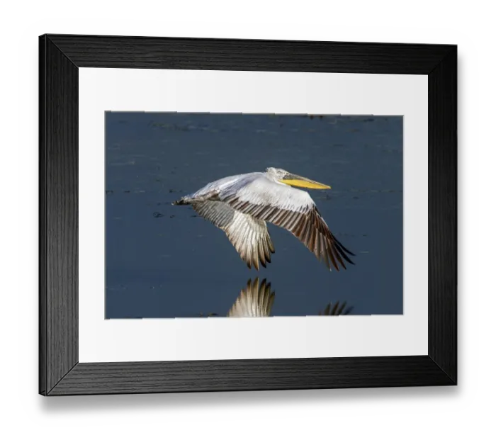 Framed Print : Dalmatian Pelican flying over Lake Kerkini, Northern Greece Framed Print : Dalmatian Pelican flying over Lake Kerkini, Northern Greece