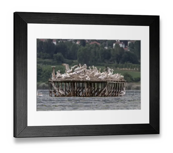 Framed Print : Nesting colony of Dalmatian Pelican on Lake Kerkini, Greece Framed Print : Nesting colony of Dalmatian Pelican on Lake Kerkini, Greece