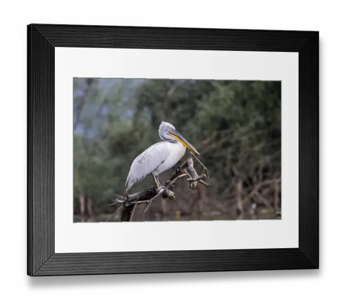 Framed Print : Dalmatian Pelican on tree stump at Lake Kerkini, Greece Framed Print : Dalmatian Pelican on tree stump at Lake Kerkini, Greece