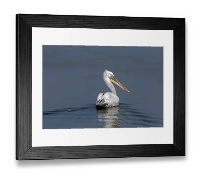 Framed Print : Dalmatian Pelican swimming on Lake Kerkini, Northern Greece