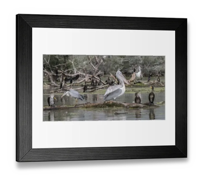 Framed Print : Water birds on Lake Kerkini Northern Greece, Grey Heron, Dalmatian Pelican, and Juvenile Cormorants Framed Print : Water birds on Lake Kerkini Northern Greece, Grey Heron, Dalmatian Pelican, and Juvenile Cormorants