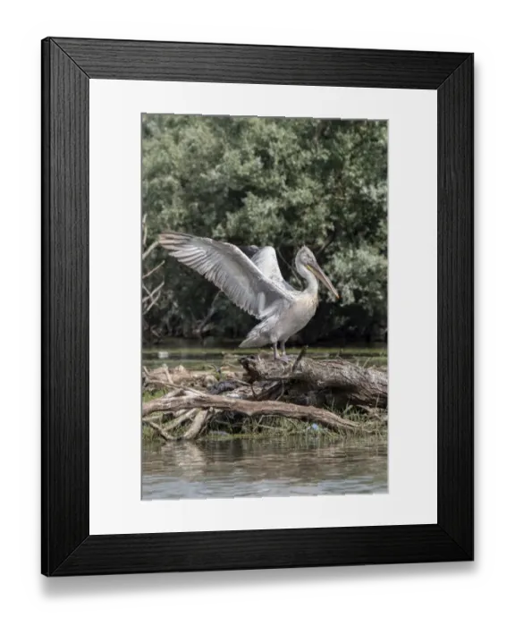 Framed Print : Dalmatian Pelican on tree stump flapping wings at Lake Kerkini, Greece Framed Print : Dalmatian Pelican on tree stump flapping wings at Lake Kerkini, Greece