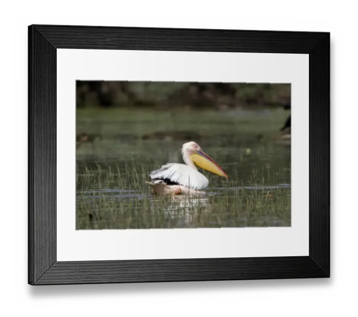 Framed Print : White Pelican at Lake Kerkini Northern Greece