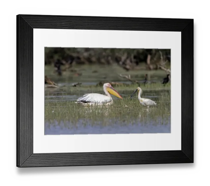 Framed Print : White Pelican with Spoonbill at Lake Kerkini Northern Greece
