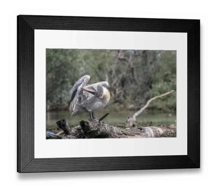 Framed Print : Dalmatian Pelican on tree stump preening at Lake Kerkini, Greece Framed Print : Dalmatian Pelican on tree stump preening at Lake Kerkini, Greece