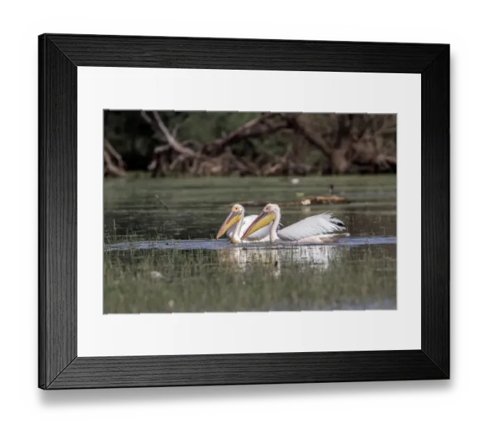 Framed Print : White Pelicans at Lake Kerkini Northern Greece