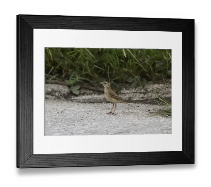 Framed Print : Tawny Pipit - Bulgaria Framed Print : Tawny Pipit - Bulgaria