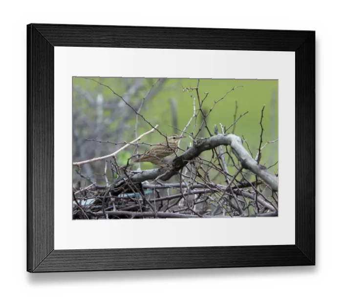 Framed Print : Tawny Pipit - Bulgaria Framed Print : Tawny Pipit - Bulgaria