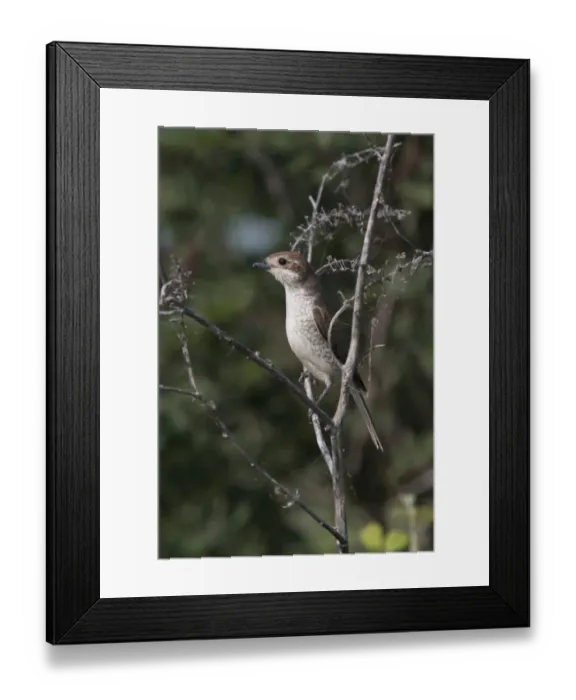 Framed Print : Female Red backed Shrike - Bulgaria Framed Print : Female Red backed Shrike - Bulgaria